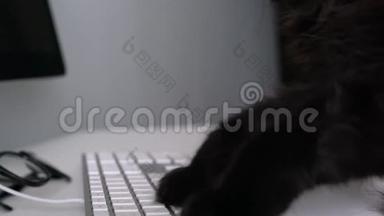 黑猫<strong>正在</strong>电脑键盘上<strong>输入</strong>文字